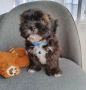 Shih poo/Mini poodle , снимка 3
