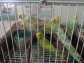 Продавам вълнисти папагали, снимка 13