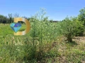 Парцел в село Ястребово, общ. Опан, снимка 1