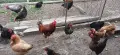 Кокошки малко над 1 година., снимка 5