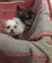 две момчета и една принцеса , снимка 4