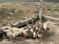Продавам домашни гъсета на 1 месец и женска гъска майка, снимка 6