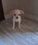 чихуахуа момиченца, снимка 10