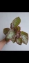 Еписция, episcia Jim's rose garden, снимка 1