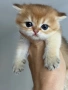 Британски котета, снимка 7