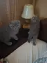 Шотландски котенца , снимка 2