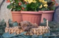 Той пудел Toy poodle, снимка 16