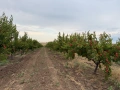 Кайсии за компот/ядене/нектар сорт Мъркулещи, снимка 5