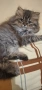 персийски котенца , снимка 3