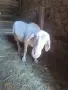 Продава се за клане , снимка 3
