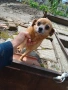 Продавам чихопинчер женски, снимка 1