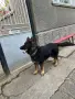 Немска овчарка мъжки, снимка 15