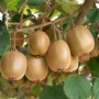 Киви Боскоп (самоопрашващо), снимка 3