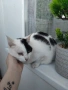 Подарява се котенце, снимка 3