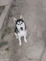 Продавам Хъски с, снимка 1