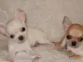 Мини чихуахуа.., снимка 10