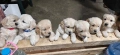 Голдън ретривър (Golden retriever) кученца , снимка 1