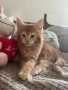 Котенца Мейн Куун, снимка 5