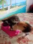 Подарявам малки котенца на 2 месеца , снимка 7