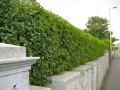 🌿🧡🌱 Лигуструм / Жив плет (Ligustrum ovalifolium), снимка 2