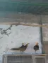 Червено златни фазани, снимка 1