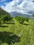 Продавам лешници -самостоятелно бране, снимка 1
