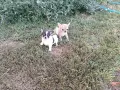 мъжки чихуахуа. , снимка 2