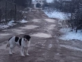 Каракачанки , снимка 7