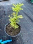 Бъз Sambucus nights “Golden Tower”, снимка 1