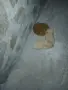 Mini Pomeran sladyri, снимка 7