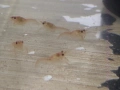 Бебета рачета Procambarus Alleni, снимка 2