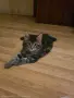 Котенца Мейн Куун, снимка 6