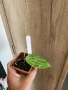 Хоя Macrophylla splach, снимка 2