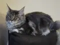 Мейн куун котенца , снимка 1