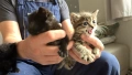 Подарявам 4 малки котенца, снимка 5