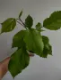 Хибискус, hibiscus apple blossom, снимка 2