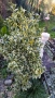 Евонимус Браво, Euonymus japonicus Bravo, снимка 4