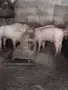 Малки прасенца за угояване., снимка 1