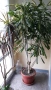 Предлагам огромна 2 метра висока !  Dracaena fragrans, снимка 1