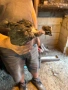 едномесечни пилета различни породи, снимка 11