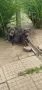 ТОП Американско були хл American bully xl ABKC, снимка 14
