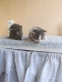 Подарявам две малки котенца , снимка 6
