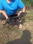 Продавам ловджийски кученца (Гонче х Барак) от отлично работещи родители, снимка 9