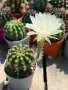 Кактус Echinopsis Hybrid цвят крем , снимка 2