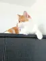 Прекрасният котарак Юлиян търси дом( г. Пловдив), снимка 2