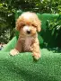 Малтипу/Maltipoo, снимка 1