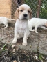 Английски сетер, снимка 3