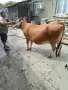 Юница "Джерсе". , снимка 13