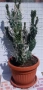 Продавам кактус , снимка 1