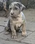 ТОП !!! Американско Були Хл American BULLY Xl ABKC, снимка 6